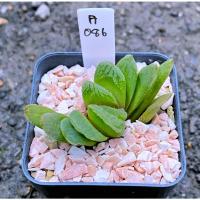 ราคา Haworthia truncata ‘Green Lemon’ hybrid A086 (16282661796)