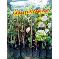 ราคา ต้นพุทรานมสด ขนาดความสูง 30-50 ซ.ม. พุทรานมสด ไม้ผล ทาบกิ่ง ติดลูกเร็ว (จำนวน 1ต้น/แพ็ค) (3238375496)