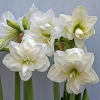 ราคา 1 หัวว่าน ว่านสี่ทิศ ฮอลแลนด์ Amaryllis Hippeastrum Alfresco 22-24 ซม (9651641159)