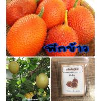 ราคา เมล็ดพันธุ์ ฟักข้าว เมล็ดฟักข้าว (11615543644)