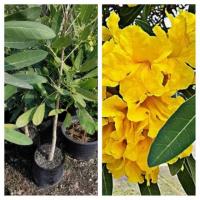 ราคา ต้นเหลืองปรีดียาธรขนาด20ซม.1ชุด3ต้น (6412588757)