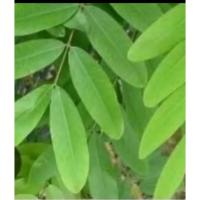 ราคา ใบขี้เหล็กออแกนิคเก็บสดบรรจุ 100 กรัม (43054230257)