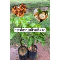 ราคา กระท้อนปุยฝ้ายติดตา (40613936732)
