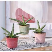 ราคา ว่านงาช้าง งาช้างแคระ และว่านงาช้าง ไม้มงคล ไม้ฟอกอากาศ/งอก ปลูก/งอก เมล็ด/งอก การ (23839861382)