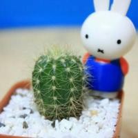 ราคา กระบองเพชรดาวล้อมเดือน⭐ (292829230)