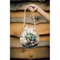 ราคา Terrarium สวนขวดแก้ว โหลแก้วทรงตะเกียง (1534278764)
