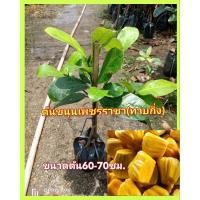 ราคา ต้นขนุนเพชรราชา เนื้อสีทอง ยวงใหญ่ หวานนุ่น เม็ดเล็ก ขนาดต้น 60-70ซม.ต้นพร้อมส่ง (25128502973)