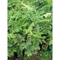 ราคา ต้นมะขามแดง/มะขามแดงสยาม (14192876459)