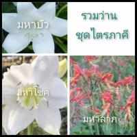 ราคา ว่านชุดไตรภาคี มหาโชค มหาลาภ มหาบัว3ว่าน3หัว หัว เหง้า ไม้มงคล ว่านมหาโชค ว่านมห่ลาภ ว่านมหาบัว (4693711769)