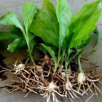 ราคา ว่านจูงนาง เสน่ห์ว่านจูงนาง Geodorum attenuatum Griff. 3 หัว (3469505860)