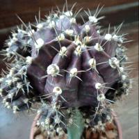 ราคา ยิมโนม่วงเขียว ไม้เมล็ดจากพ่อแม่ด่างแต่ไม่ด่าง กราฟตอสามเหลี่ยม ขนาดประมาณ 9 cm. วัดรวมหน่อ (4022504263)