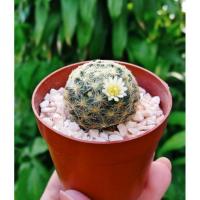 ราคา แมม ขนนกเหลือง Mammillaria schiedeana (6201888383)