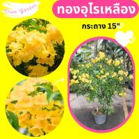 ราคา ต้นทองอุไรสีเหลือง #ทองอุไร กระถาง 15 นิ้ว⛔️ทักแชทก่อนการสั่งซื้อ (19176514224)