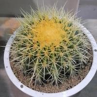 ราคา ถังทอง แคคตัส สวยๆไม้มงคล (3342823715)