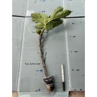 ราคา กิ่งตอน มะเดื่อฝรั่ง Fig พันธุ์ Verdal (26538849767)