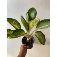 ราคา เศรษฐีก้านกล้วย เศรษฐีห่อเงินห่อทอง จัดส่งพร้อมกระถาง 6 นิ้ว (22625400272)