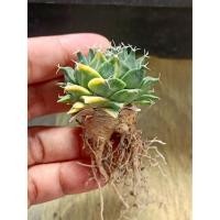 ราคา กลีบกระด่าง ไม้เมล็ด/ไม้ด่างราคาพิเศษ/ด่างเข้ม (28538611399)