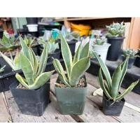 ราคา อากาเว่ สวนขายเอง / Agave celsii multicolour / อากาเว่ กลีบบัว / ต้นไม้ (27052625507)