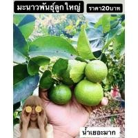 ราคา มะนาวแป้นมะนาวแป้นลูกใหญ่ ให้น้ำเยอะ l มะนาว น้ำมะนาว (8415381413)