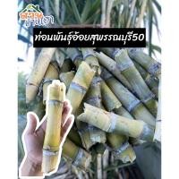 ราคา อ้อยคั้นน้ำสุพรรณบุรี50 ลำใหญ่ 10ท่อน(20ตา) #อ้อยอินทรีย์(ตัดสดๆ) (21929227903)