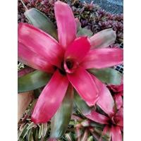 ราคา สับปะรดสีนีโอเรเจเลียNeoregelia สัปปะรดสีโชว์ใบ (40311791446)