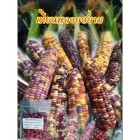ราคา เมล็ดพันธุ์ข้าวโพดเทียนพลอยสยาม(50เมล็ด) (22756250925)