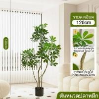 ราคา ต้นหนวดปลาหมึก หรือต้นปลาหมึกแคระ ต้นไม้ประดิษฐ์ ตกแต่งบ้านและสวน / แต่งร้าน/ออฟฟิศ PM (29381018440)