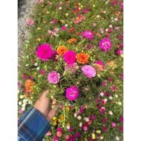 ราคา ต้นคุณนายตื่นสาย กระถาง6นิ้ว (40715266430)