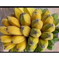 ราคา หน่อกล้วยหิน ชำแล้ว กล้วยโบราณหายาก รสหวานทานอร่อย นิยมทำกล้วยหิน ไส้มะขาม (41414911172)