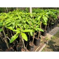 ราคา ต้นอะโวคาโด้ พันธืแฮส (Hass) และ บุช7 (Booth-7) มีประโยชน์ มาปลูกกันจร้า (6645603355)