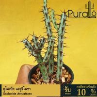 ราคา ต้นยูโฟเบีย ยูโฟเบีย เอรูจิโนซา Euphorbia aeruginosa #ยูโฟเบีย #Euphorbia #cactus #succulent (24879303248)