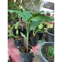 ราคา ว่านดอกทองแท้ ว่ามหาเสน่ห์หรือว่านรากราคะ (8275082317)