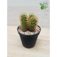 ราคา ต้นกระบองเพชร-นิ้วทอง-40บาท (7567314290)