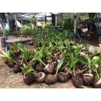 ราคา พันธุ์มะพร้าวน้ำหอมแท้บ้านแพ้ว (29263361426)