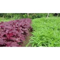 ราคา ต้นกล้า ผักโขมแดง โขม สีแดง ต้นละ 10บาท ซื้อ 10แถม 2 ต้น ผักโขมใบกระ ผักโขม สีแดง พร้อมปลูก ผักโขมใบแดง (28223315300)