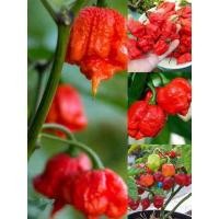 ราคา ต้นกล้าพริกCarolina Reaper เผ็ดกว่าพริกขี้หนู10เท่า!!! เผ็ด กรอบ หอม อร่อย (19169306746)