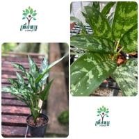 ราคา (ส่งไว)ต้นเขียวหมื่นปี เศรษฐีพันล้าน อโกลนิม่า ไม้มงคล(ต้นไม้ส่งทั้งกระถาง) (29313545286)