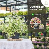 ราคา Treeno.9 T140 ต้นบุษบาพารวยด่าง กระถาง 8 นิ้ว ใบสวยงาม ไม้สวย มงคล ออกดอกสีม่วงตลอดทั้งปี เลี้ยงง่าย ชอบแดด พร้อมส่ง (8912611300)