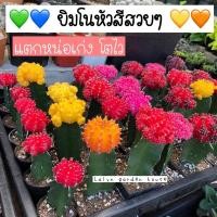 ราคา ❤️ยิมโนหัวสีสดใส จัดสวนถาดได้‼️พร้อมส่ง ‼️แตกหน่อเก่ง โตไว กราฟง่ายจ้า ไม้จีนและไม้ดกาหลีค่ะ มาใหม่ (9801520864)