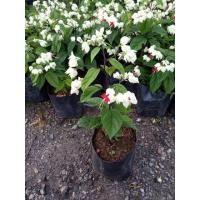 ราคา มังกรคาบแก้วไม้หรือพวงเงิน (7047049834)