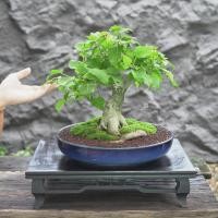 ราคา ♥︎ | บอนไซ โพธิ์ขาว ⋆˚ ˚⋆ ((พร้อมส่ง✅)) มีวิธีการดูแล+ปุ๋ยแถมไปให้ค่ะ〰️ (26013745802)