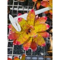 ราคา Neo Winnie the Pooh สับปะรดสี นีโอ วินนี่เดอะพูห์ ไม้มินิ สีสวยเต็มฟอร์มแล้วค่ะ #สับปะรดสี #Bromeliad #ไม้ฟอกอากาศ (11573559100)