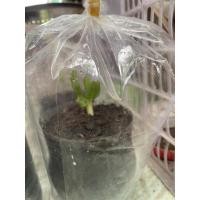 ราคา ต้นกล้ากล้วยหอมแคระ (4590139451)