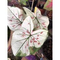 ราคา บอนสีไทยนิยม บอนสีติดด่าง แรร์ๆ (10168443301)