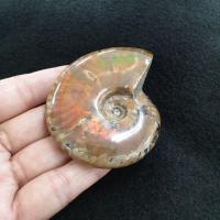 ราคา ฟอสซิลหอย แอมโมไนท์ แอมโมไนต์ ฟอสซิล(Ammonite)ยาว 7.1 ซม. กว้าง 6 ซม.หนา 2.1 ซม.น้ำหนัก 105.5 g. (9562676249)