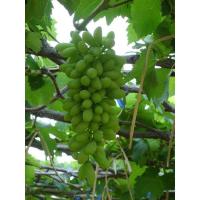 ราคา ต้นกล้าองุ่น พันธุ์ ไวท์ มะละกา จัดส่งพร้อมถุง 6 นิ้ว ลำต้นสูง 60 ซม (9803319951)