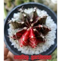 ราคา แคคตัส ยิมโนด่าง แดงดำ ไม้เมล็ด ลายชัด แข็งแรง ขนาด 4.7 ซม. ในกระถางปากแตร ส่งทั้งกระถาง (8169899907)