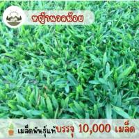 ราคา เมล็ดพันธุ์หญ้านวลน้อยแท้ 5 กิโลกรัม (41808099222)