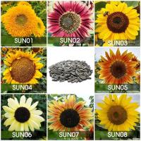 ราคา ✣ﺴ◐เมล็ดพันธุ์ทานตะวัน 30 เมล็ด สีสวย งอกดี โตเร็ว ดอกไม้ ผู้หญิง เสื้อผ้าเด็ก กระโปรง ผูก ชุดชั้นใน นักเรียน สวน เมล็ด (20974024167)