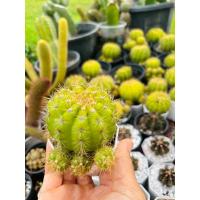 ราคา แคคตัสดาวล้อมเดือน#กระบองเพชร (23177475510)